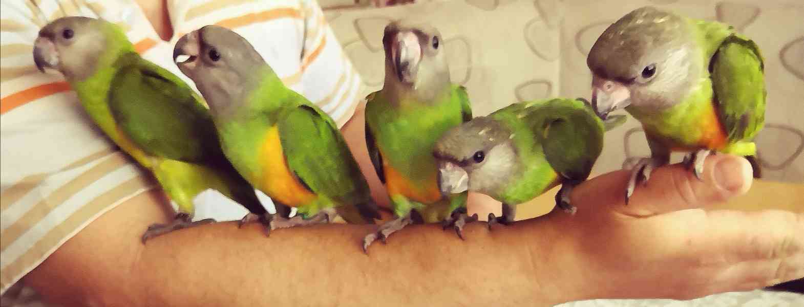 Ochočený papoušek senegalský  - foto 2