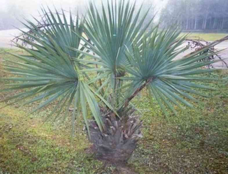 naklíčená semena palma Sabal minor