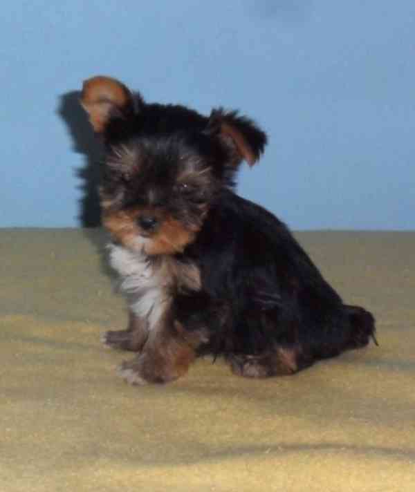 Biewer - pejsci bez pp - foto 2