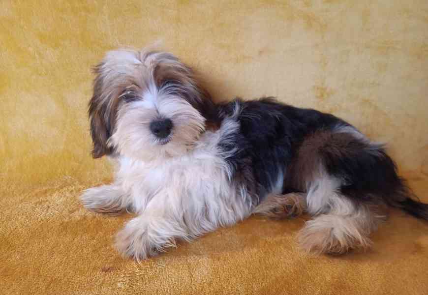 Biewer - pejsci bez pp - foto 3