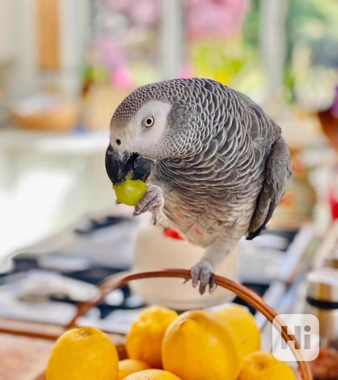 Mláďata afrických šedých samců a samic - foto 1