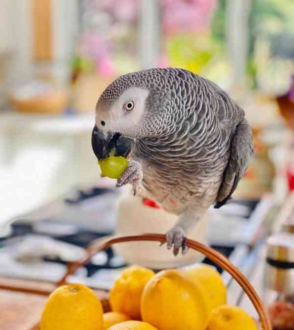 Mláďata afrických šedých samců a samic - foto 1