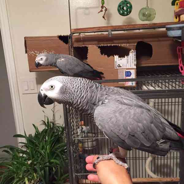 Mláďata afrických šedých samců a samic - foto 2