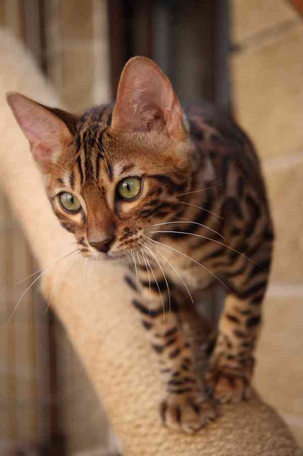 Bengálská kočka - kvalitní a osvědčený chov - kotě s PP - foto 6