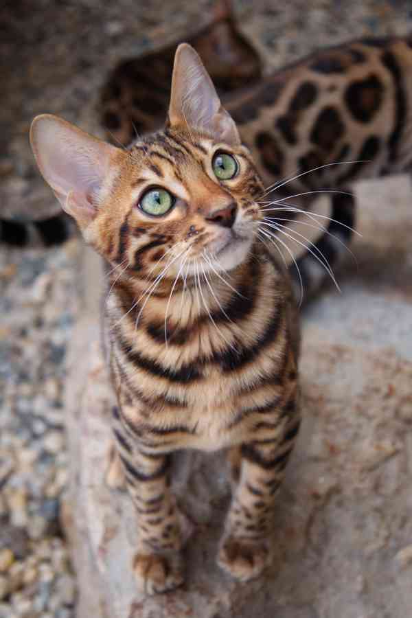 Bengálská kočka - kvalitní a osvědčený chov - kotě s PP - foto 8