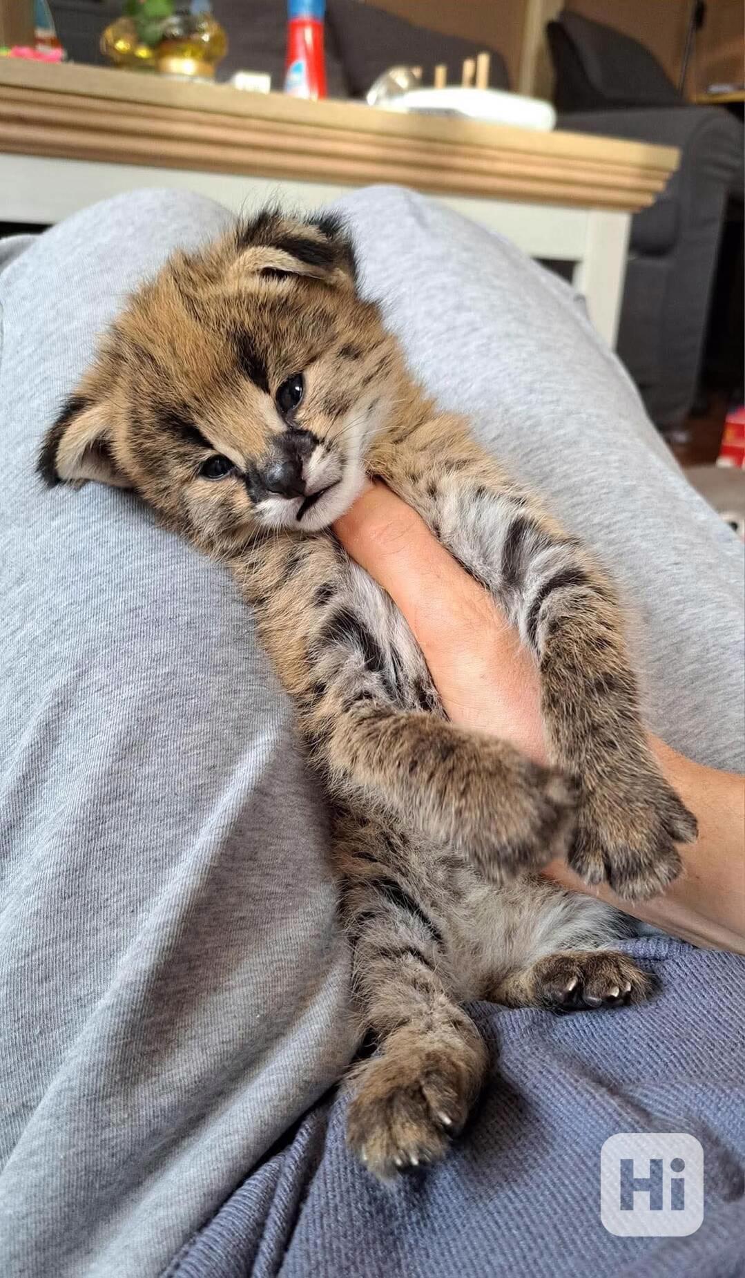 koťátka savany a karakala - foto 1