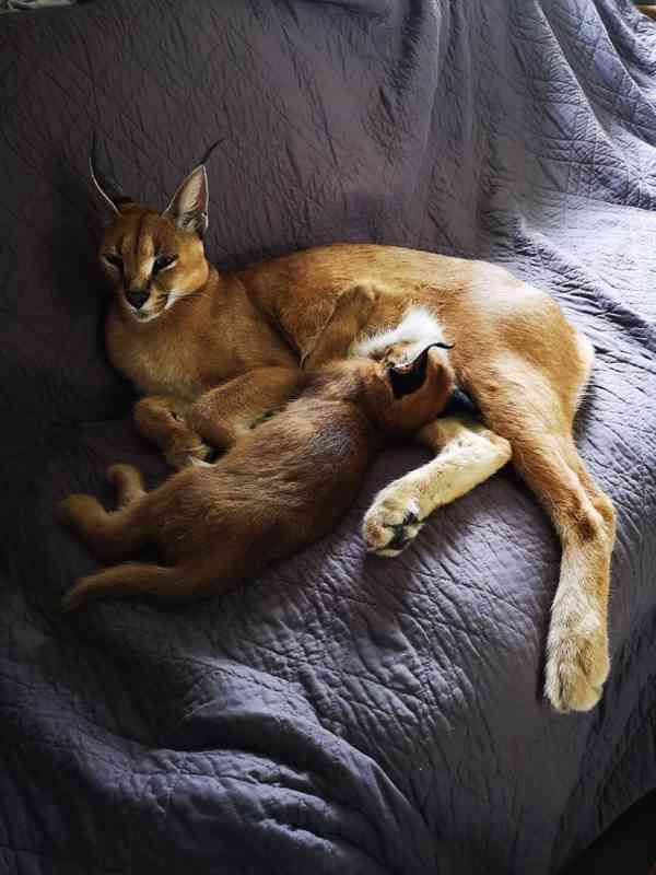 koťátka savany a karakala - foto 4