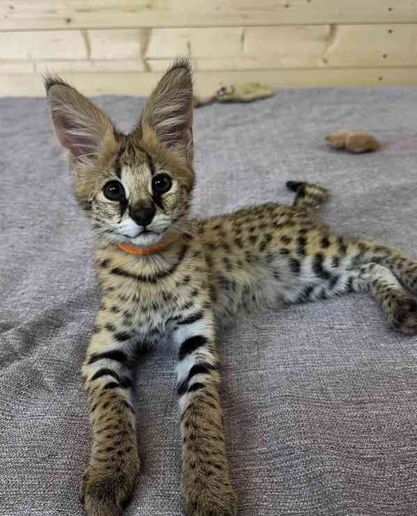 koťátka savany a karakala - foto 6