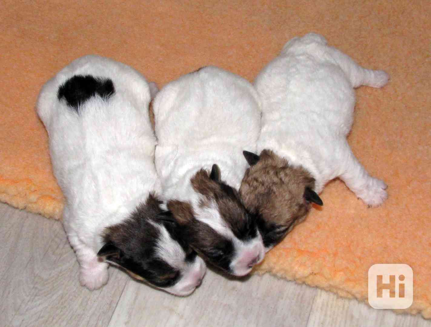 Jack Russell teriér – 3 fenky + 2 pejsci s PP k rezervaci - foto 1