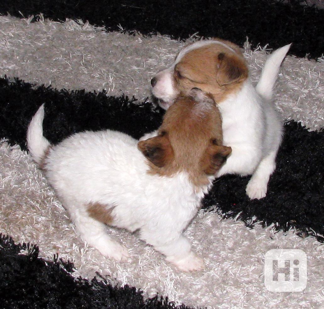 Jack Russell teriér – 1 fenka + 2 pejsci s PP k rezervaci - foto 1