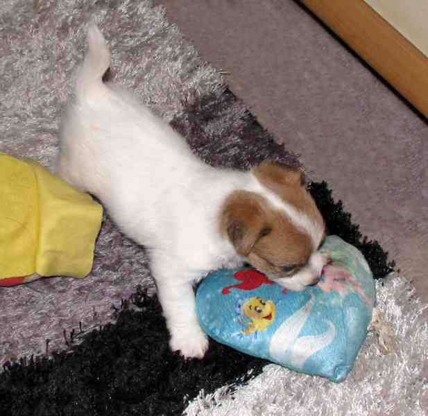 Jack Russell teriér – 1 fenka + 2 pejsci s PP k rezervaci - foto 4