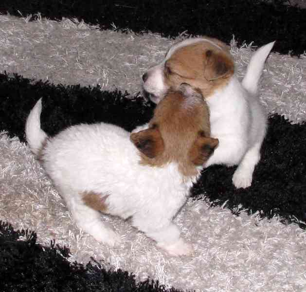 Jack Russell teriér – 1 fenka + 2 pejsci s PP k rezervaci