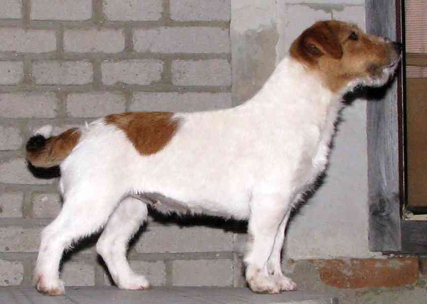 Jack Russell teriér – 3 fenky + 2 pejsci s PP k rezervaci - foto 8