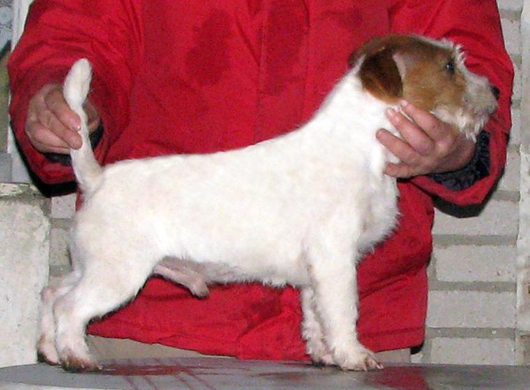 Jack Russell teriér – 3 fenky + 2 pejsci s PP k rezervaci - foto 9