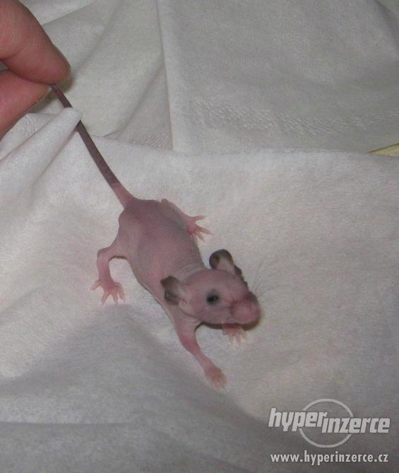 Prodám nunu myšky a myšky s genem pro bezsrstost - foto 1