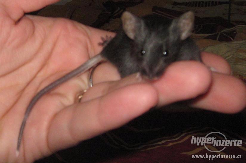 Prodám nunu myšky a myšky s genem pro bezsrstost - foto 4