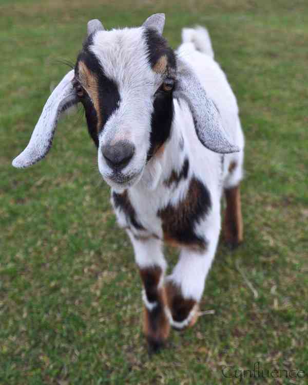 Nádherné kozy na prodej! Máme kluky  - foto 1