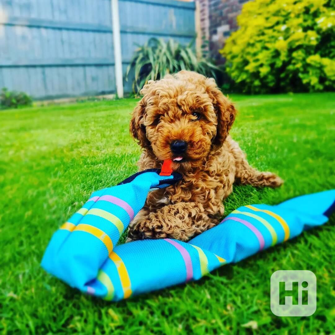 🐩✨ Štěňata mini pudlů k dispozici! - foto 1