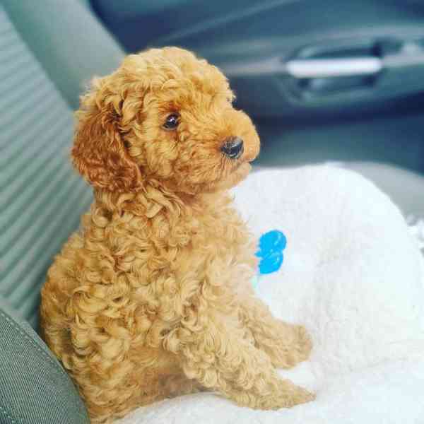 🐩✨ Štěňata mini pudlů k dispozici! - foto 2