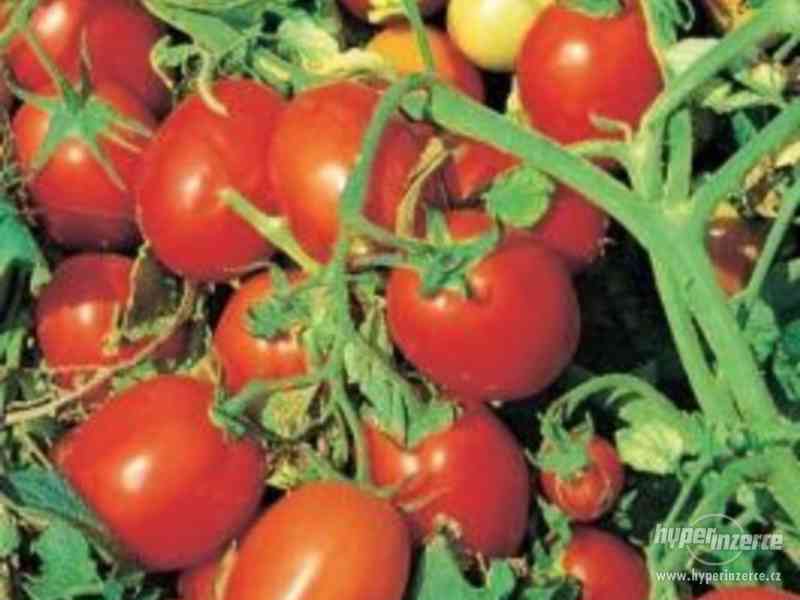 rajče Napoli - semena - foto 1