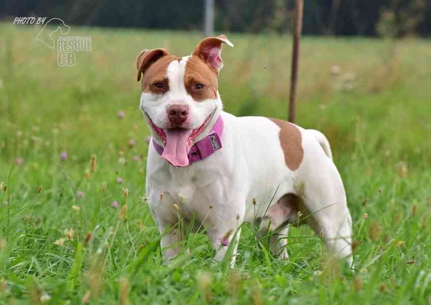 Darujeme nalezeného křížence APBT - foto 2