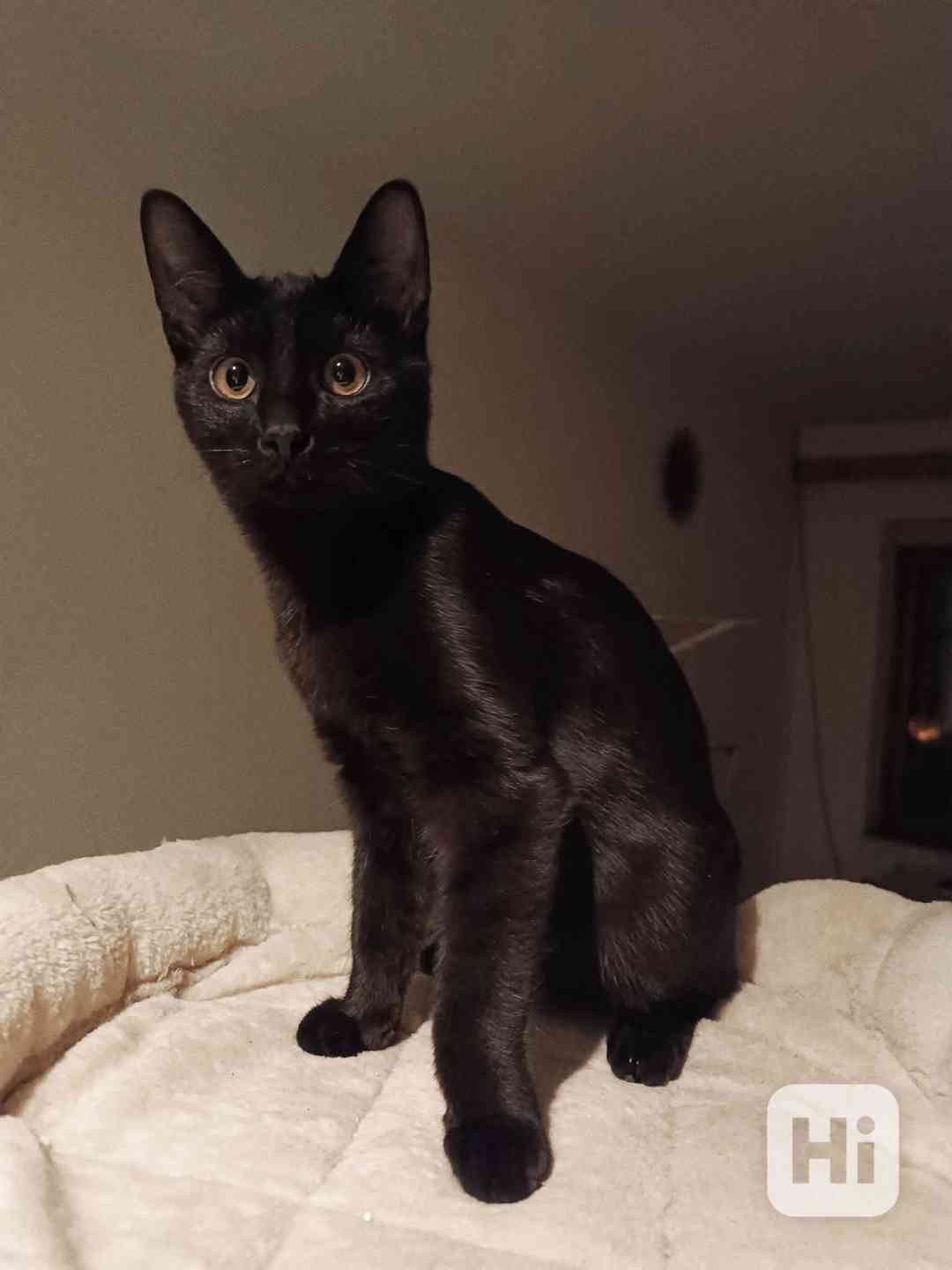 ARIN - kotě, kocourek cca 5 měsíců  - foto 1