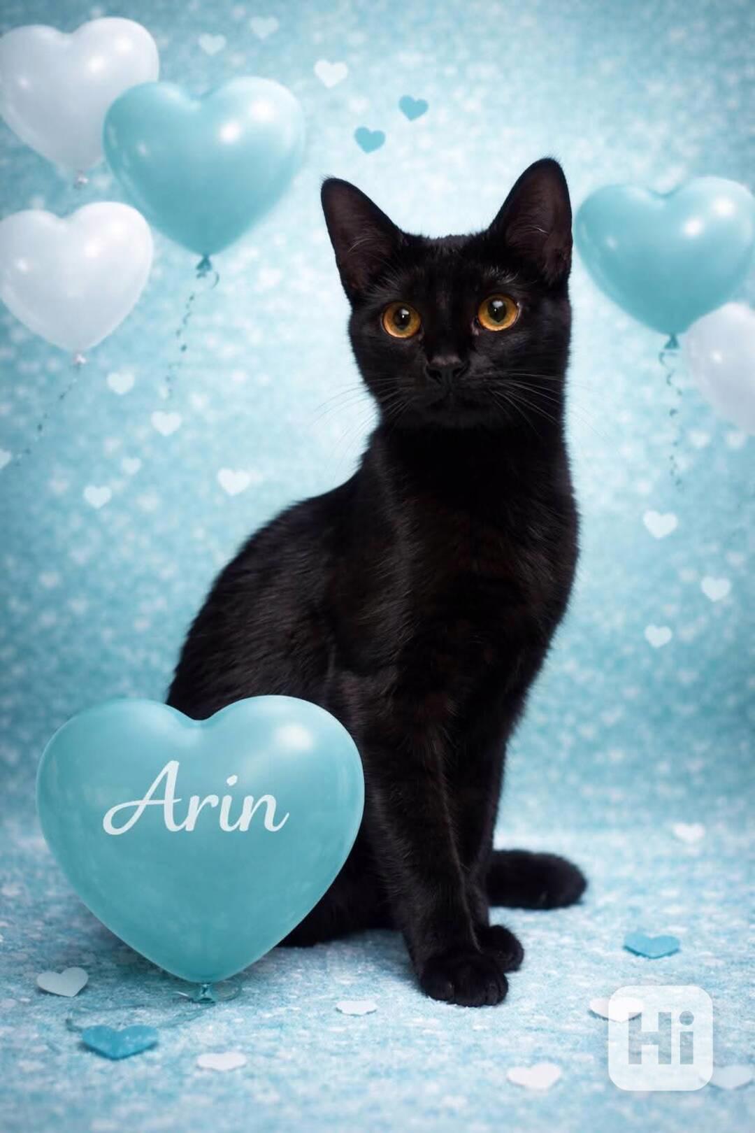 ARIN - kotě, kocourek cca 5 měsíců  - foto 1