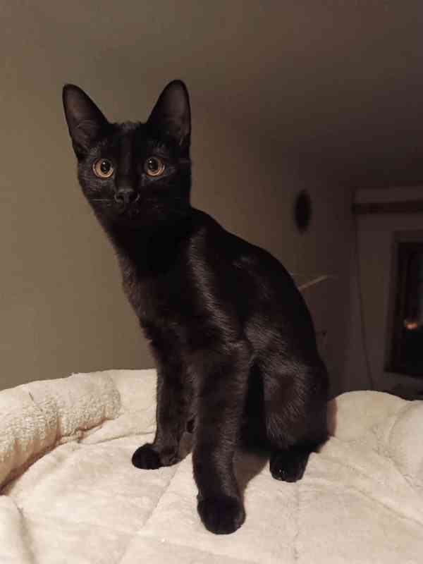 ARIN - kotě, kocourek cca 5 měsíců  - foto 1