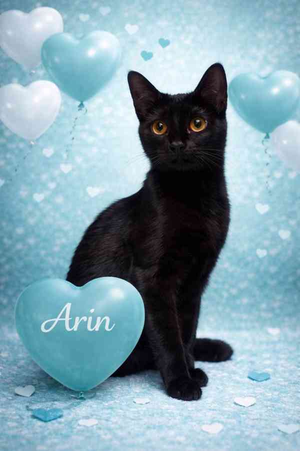 ARIN - kotě, kocourek cca 5 měsíců  - foto 1