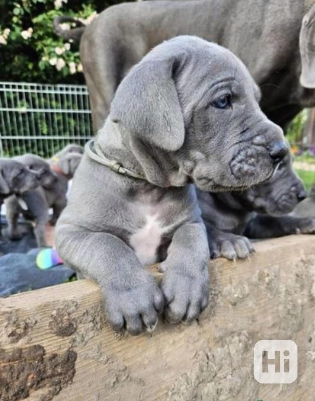 Štěňata německé dogy - foto 1