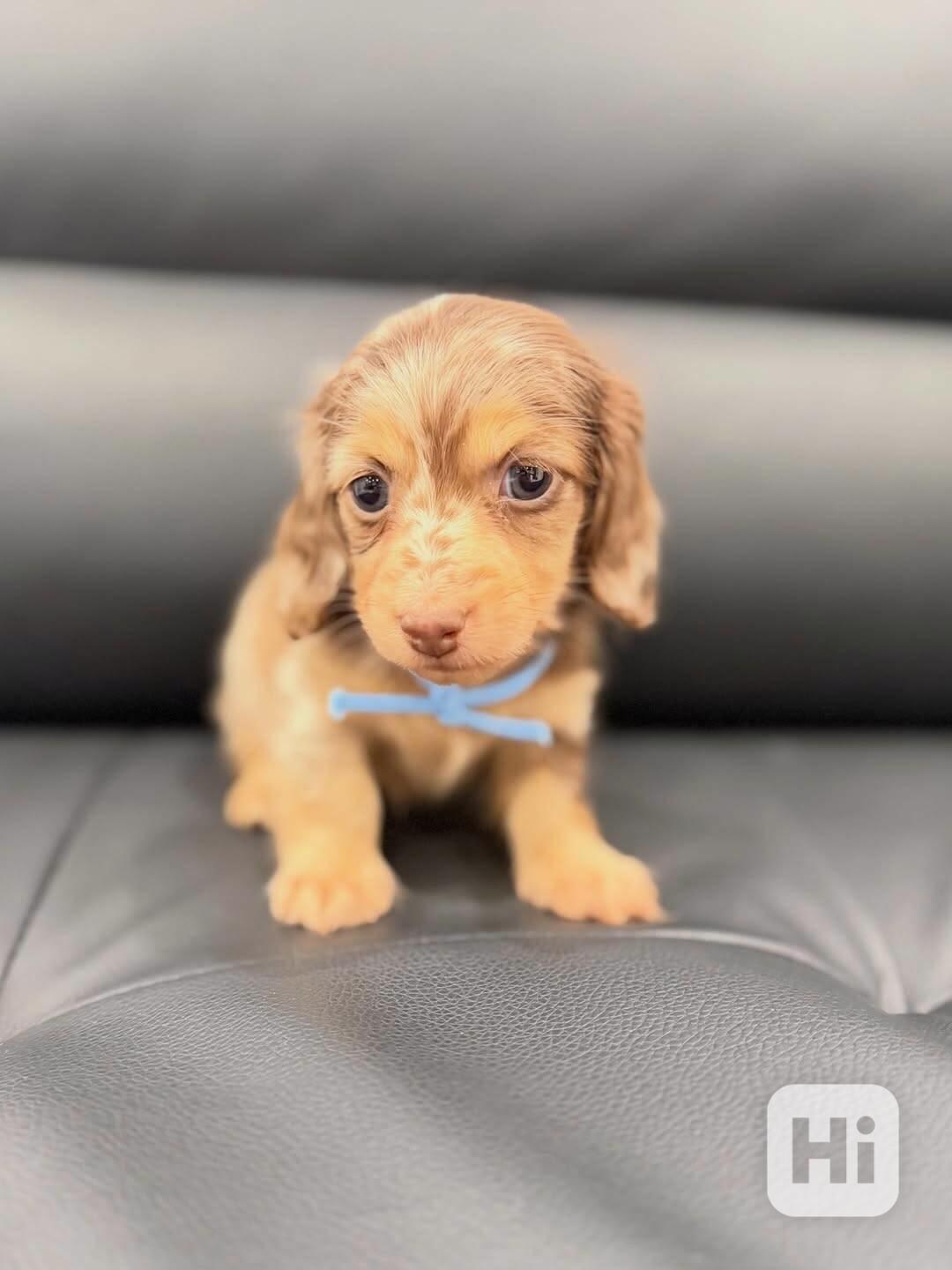 Fenka jezevčíka štěně k adopci - foto 1