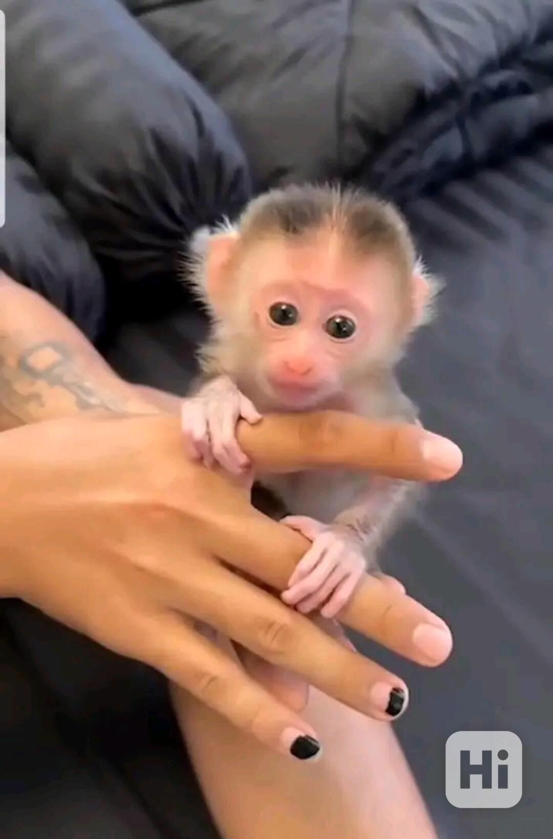  Hravé mládě kapucína  - foto 1