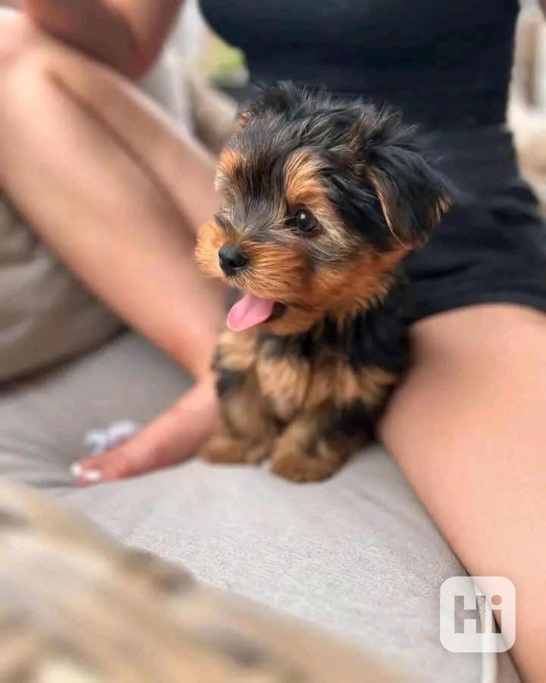 Štěňata Yorkshire teriéra - foto 1