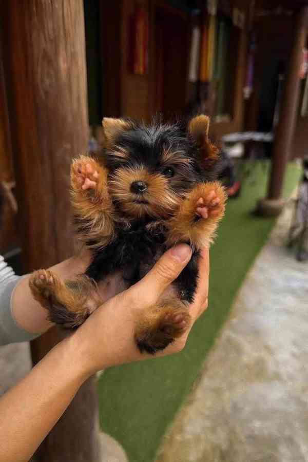 Štěňata Yorkshire teriéra - foto 2