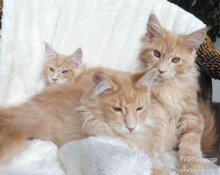 Mainská mývalí koťátka- kocourci a kočičky s PP - foto 7