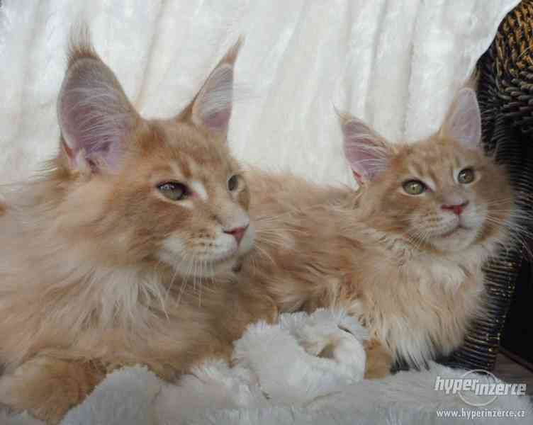 Mainská mývalí koťátka- kocourci a kočičky s PP - foto 8