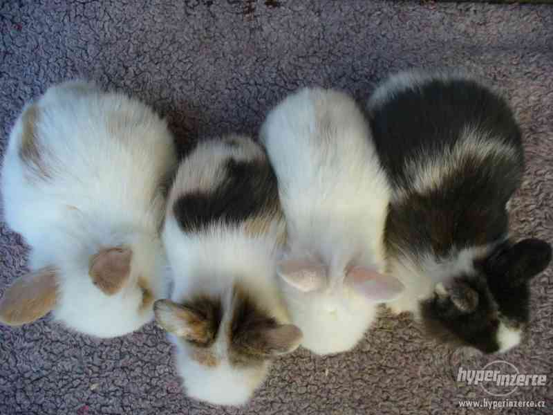 ZAKRSLÝ KRÁLÍČCI - - foto 6