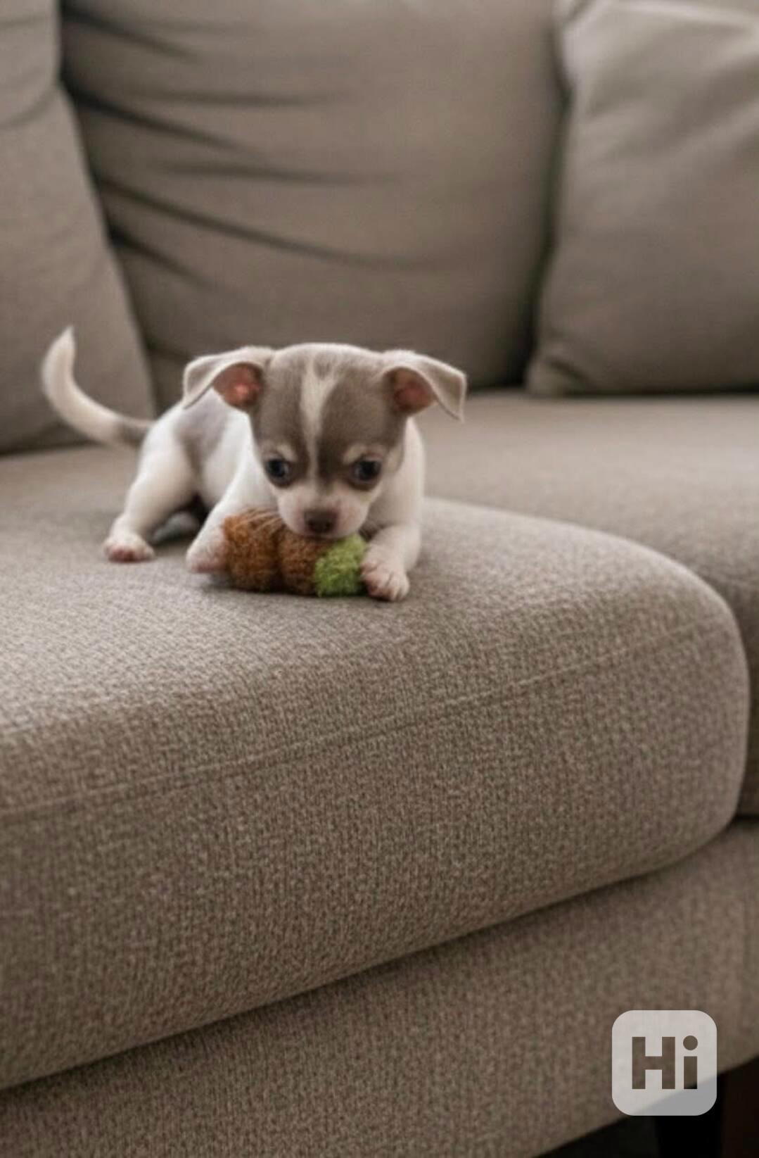 Štěňata čivavy - foto 1