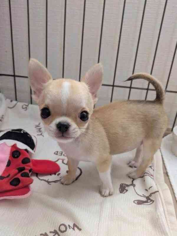 Štěňata čivavy - foto 2