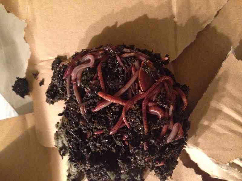 3-patrový vermikompostér - foto 2