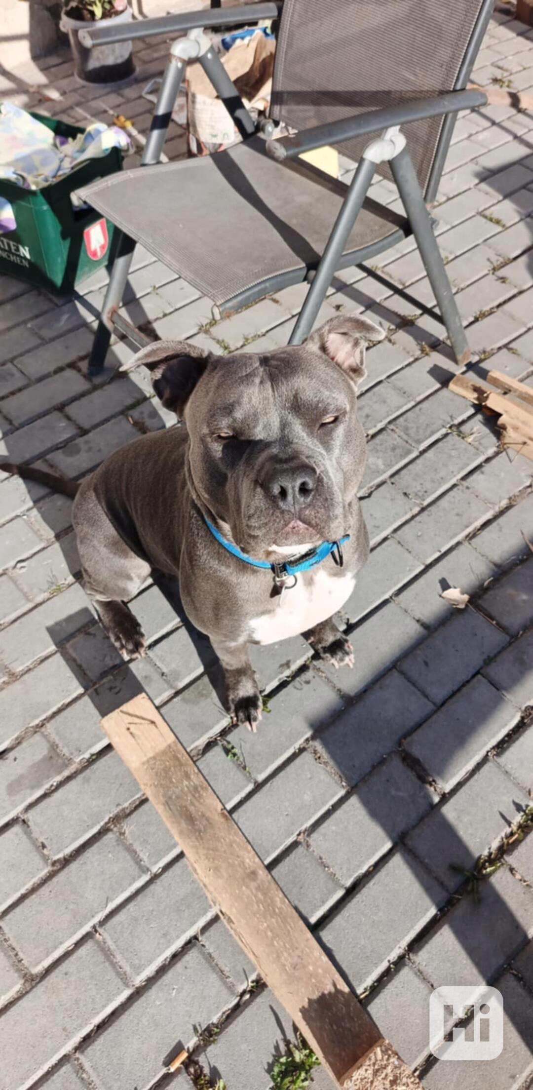 Prodám Americky bully xxl - foto 1