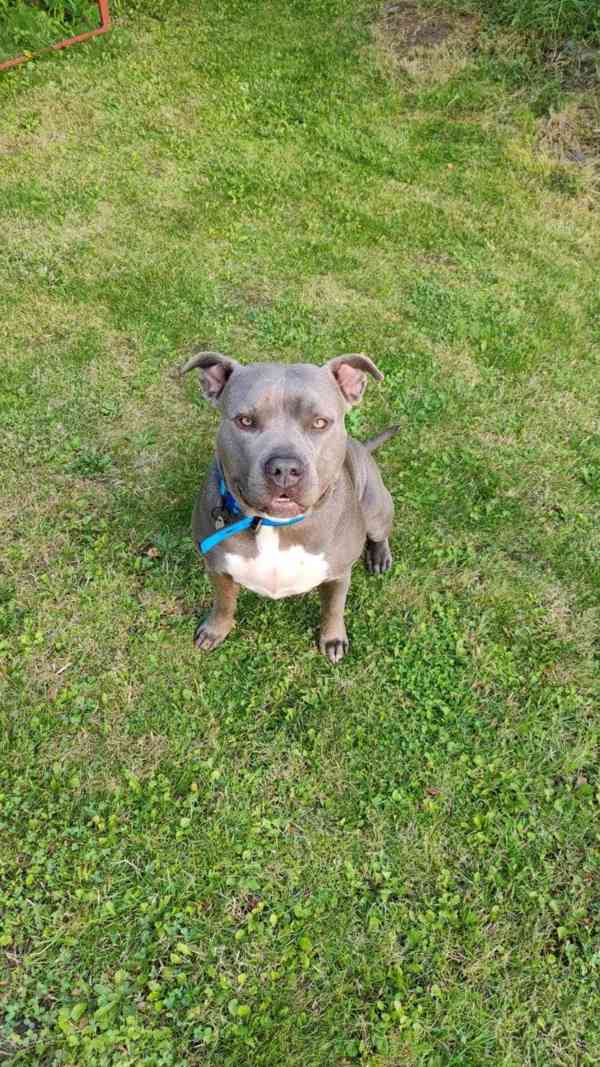 Prodám Americky bully xxl - foto 4