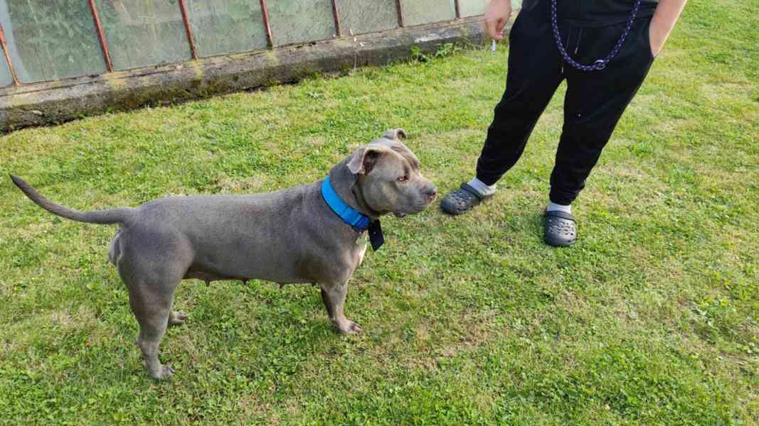 Prodám Americky bully xxl - foto 5