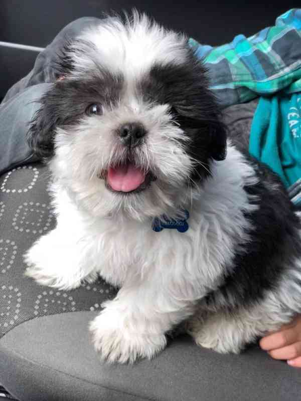 Shih-tzu - štěňata bez pp - foto 1