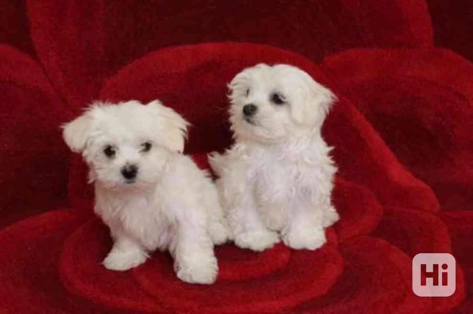 Roztomilá štěňata maltézského psíka k adopci - foto 1