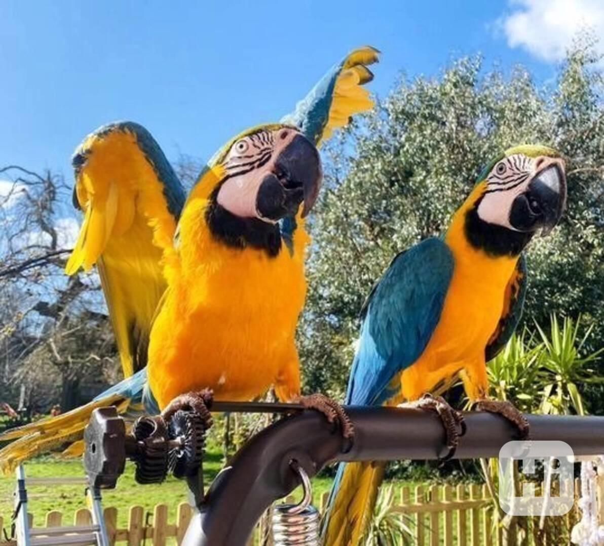 🦜💙💛 Ohromující modrozlatí arové k dispozici! - foto 1