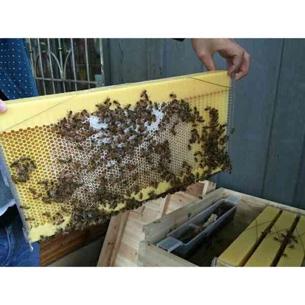 Včelí rámky automatické typu FLOW 7 ks - foto 7