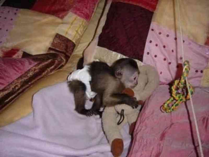  Zdarma Dítě kapucínské opice k adopci nyní zdarma   - foto 2