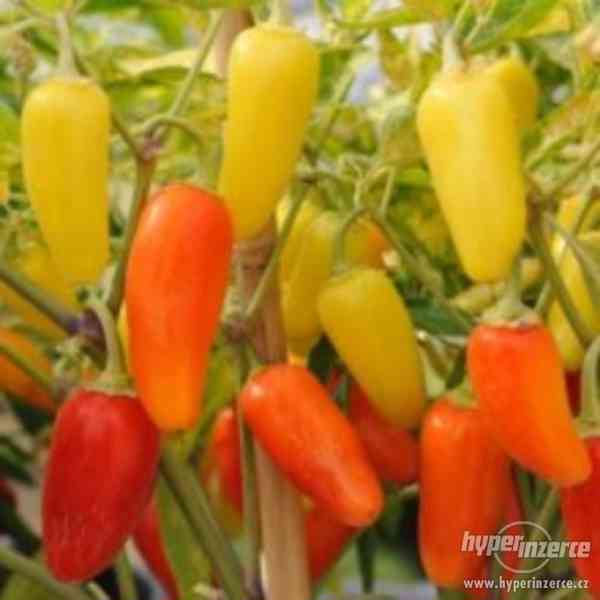 Paprička Chilli Numex Pinata - semena - foto 1