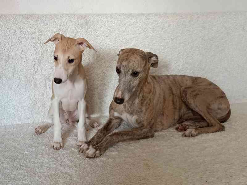 Vipet /Whippet/ - štěňata s PP - foto 3